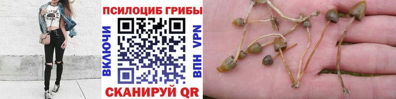 Галлюциногенные грибы Psilocybe  Владивосток 